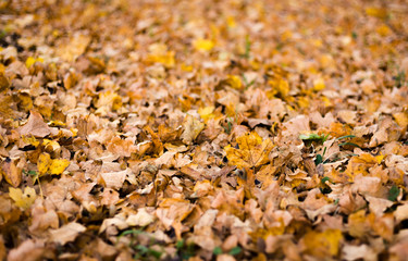 Autumn leaves background