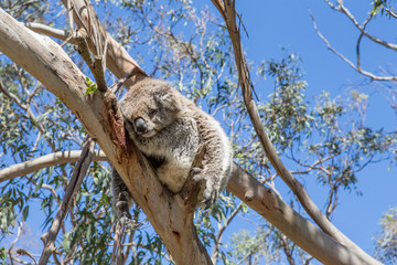 Koala in eukalyptus tree, Great Ocean Road, Australia