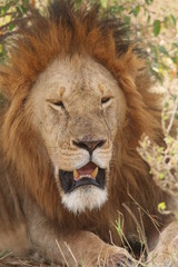 Fototapeta premium Old Lion in Kenya