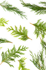 Christmas composition. Fir and thuya tree branches on white background.