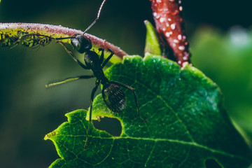Ant and aphid.
