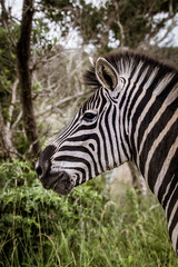 Fototapeta na wymiar Zebra Kopf bei einer Safari in Südafrika