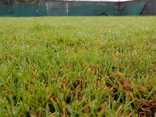 Cesped despues de la lluvia