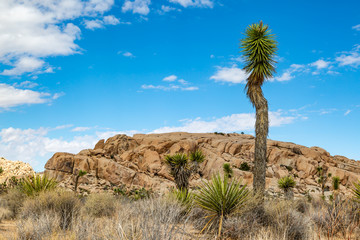 Fototapeta na wymiar A rocky landscape in Joshua Tree National Park, California