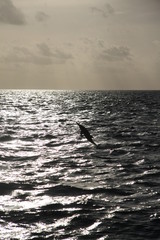 delfin © Damian