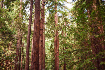 redwoods