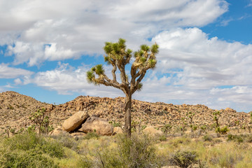 Fototapeta na wymiar A Joshua tree and a rocky landscape, in Joshua Tree National Park, California