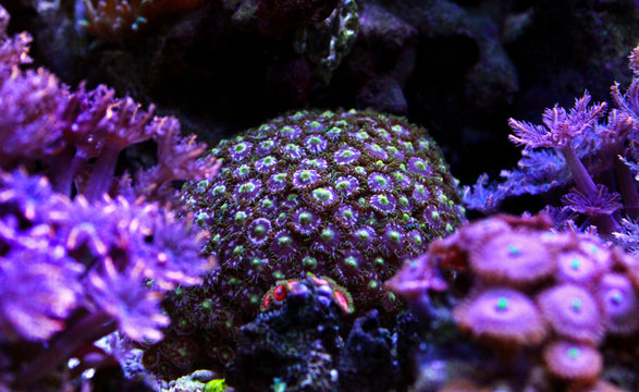 Colorful zoanthus polyp aquacultured in reef aquarium 