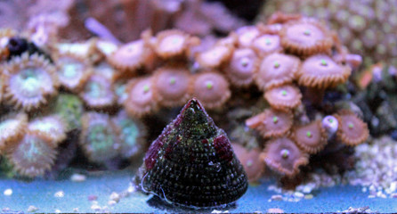 Saltwater snail reef tank © Kolevski.V