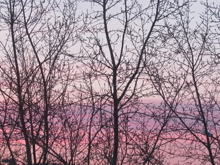 dawn with birch branches