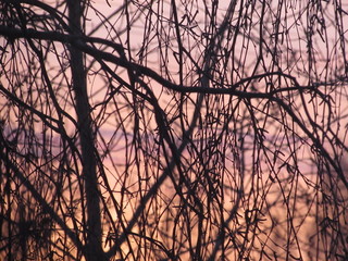 dawn with birch branches