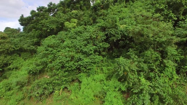 Mt. Makiling, Los Banos, Laguna, Philippines - November 21, 2017: Mountain reserve government protected rain forest replete with full grown trees. Drone aerial shot