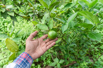 Naklejka na ściany i meble Hand Gardeners Catch lime green on a tree
