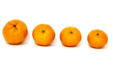 Oranges in different sizes. White background