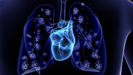 3d illustration of Lungs Anatomy - with detailed Alveoli - detailed view