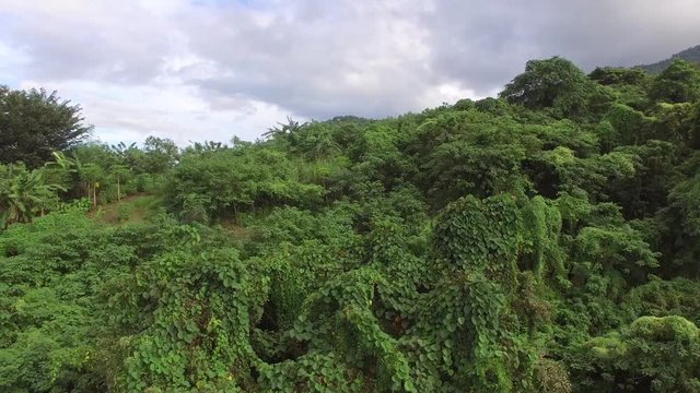 Mt. Makiling, Los Ba&ntilde;os, Laguna, Philippines - November 21, 2017: Mountain reserve government protected rain forest replete with full grown trees. Drone aerial shot