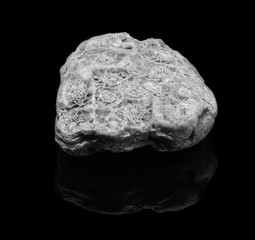Natural fossilized coral on a black background