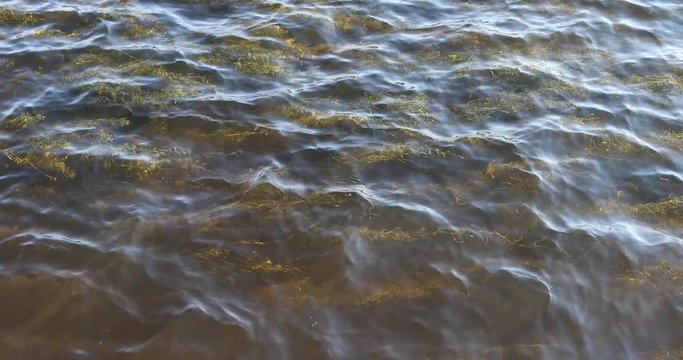 Algae and water surface movement in the Neva River