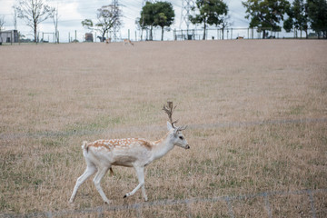 Deer