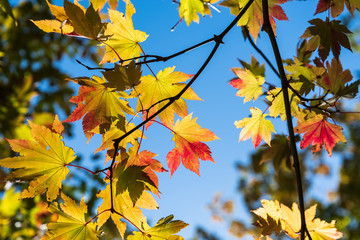 黄色に染まるもみじ