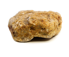 Natural fossilized coral on a white background