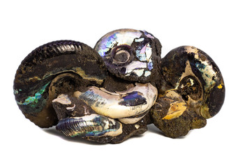 Natural fossilized shell on a white background