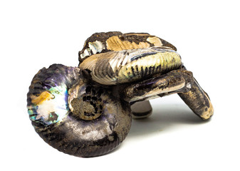 Natural fossilized shell on a white background