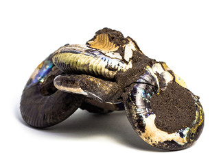 Natural fossilized shell on a white background