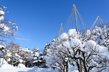 雪吊りの効果