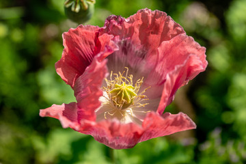 Beautiful top view of a pink wild poppy flower with green background