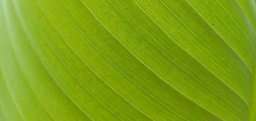 Banana leaf green fresh and beautyful.