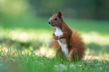 Red squirrel (Sciurus vulgaris)