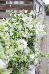 white flowers in the garden