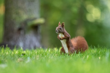 Red squirrel (Sciurus vulgaris)