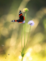 Fototapeta premium Admiral