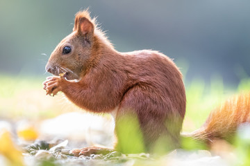 Red squirrel (Sciurus vulgaris)