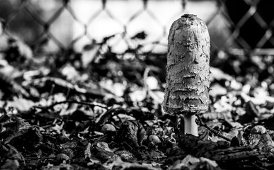 Mushroom, black and white