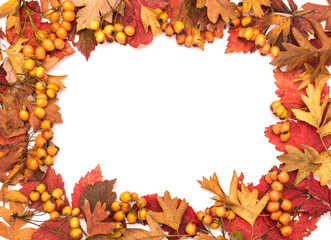 Autumn background with fall leave and fruits on white background