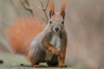 Red squirrel (Sciurus vulgaris)