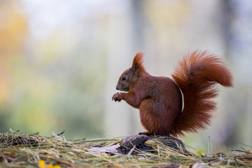 Red squirrel (Sciurus vulgaris)