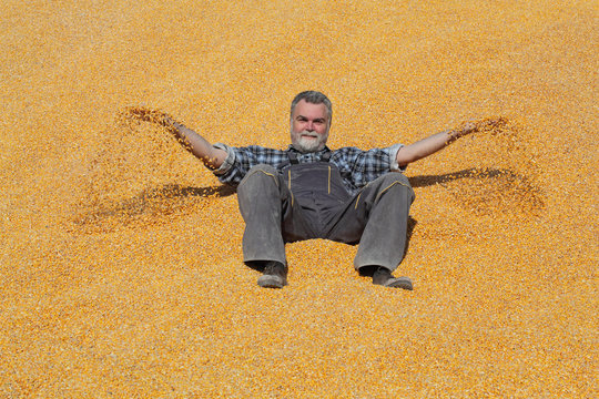 Cheerful smiling farmer laying at heap of corn crop after harvest and throwing it