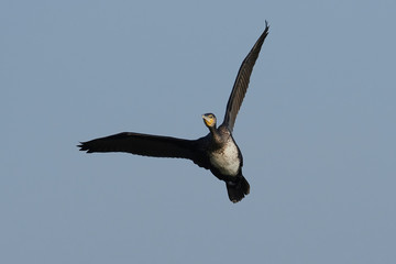 Great cormorant (Phalacrocorax carbo)