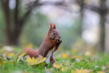 Red squirrel (Sciurus vulgaris)