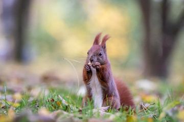 Red squirrel (Sciurus vulgaris)