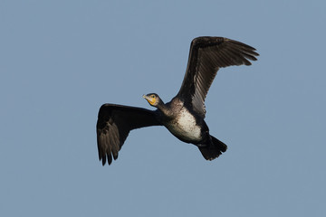 Great cormorant (Phalacrocorax carbo)