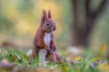Red squirrel (Sciurus vulgaris)