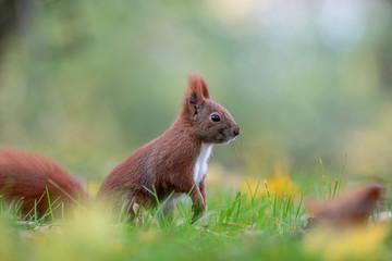 Red squirrel (Sciurus vulgaris)