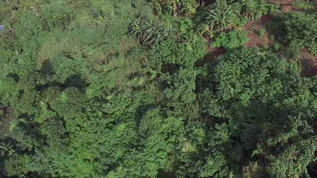 Mt. Makiling, Los Ba&ntilde;os, Laguna, Philippines - November 21, 2017: Mountain reserve government protected rain forest replete with full grown trees. Drone aerial shot