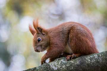 Naklejka na ściany i meble Red squirrel (Sciurus vulgaris)