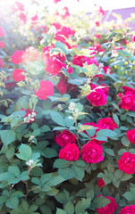 Bush of roses on bright summer day.